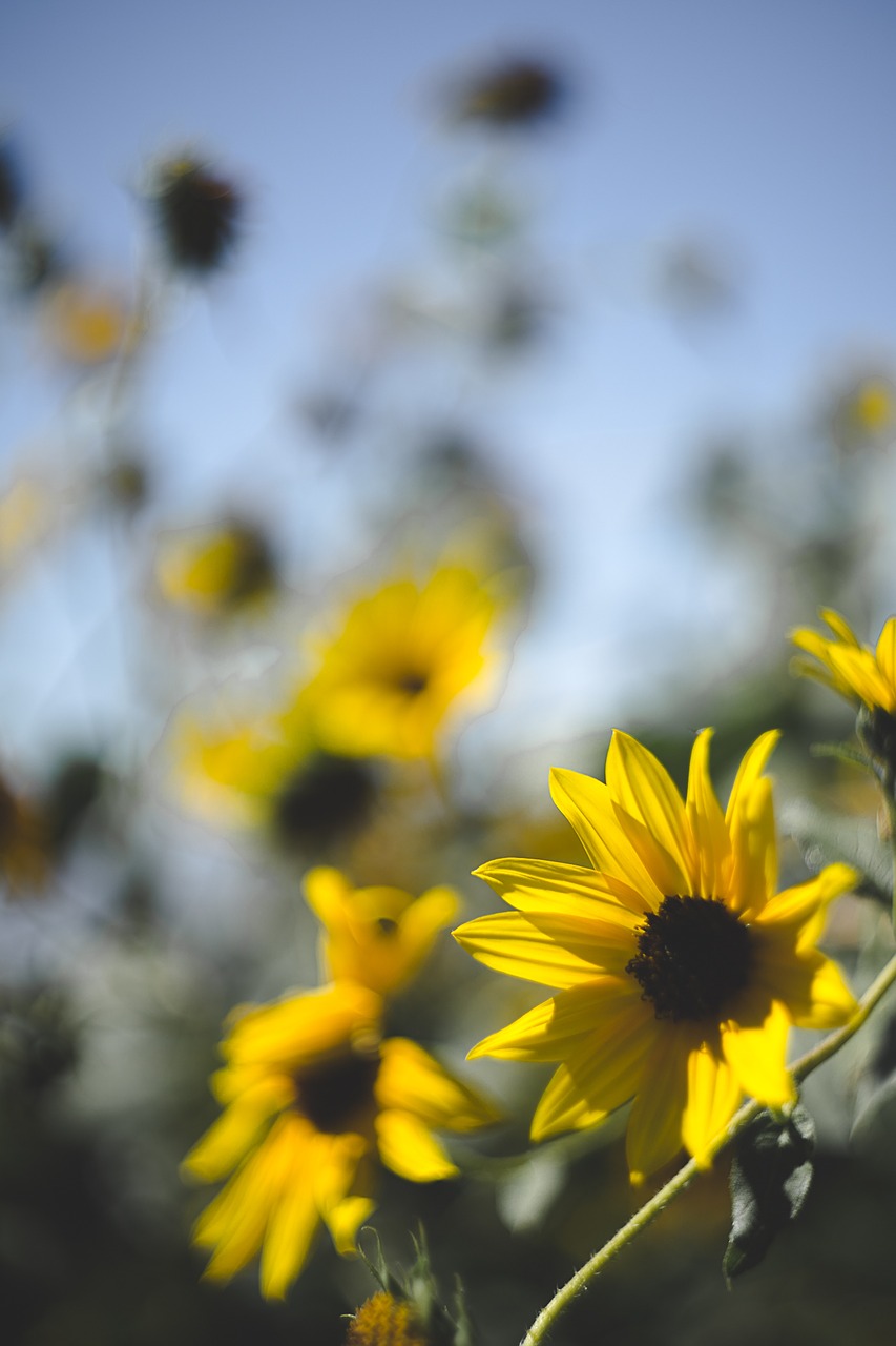 Image - flowers yellow sky depth of field