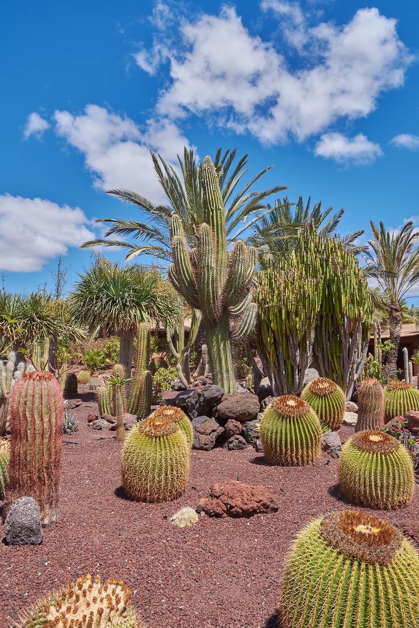 Image - kakturs sky wölken plant desert