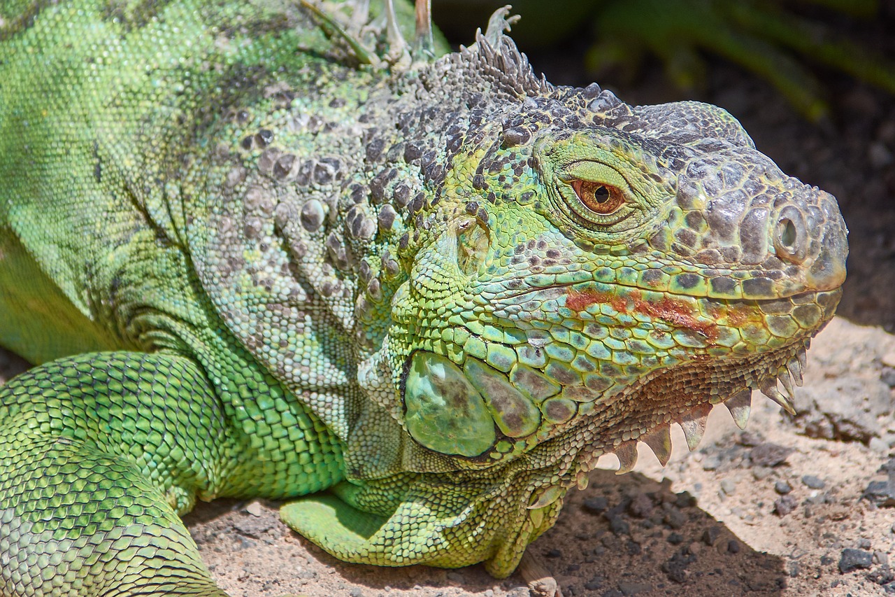 Image - iguana green lizard reptile animal