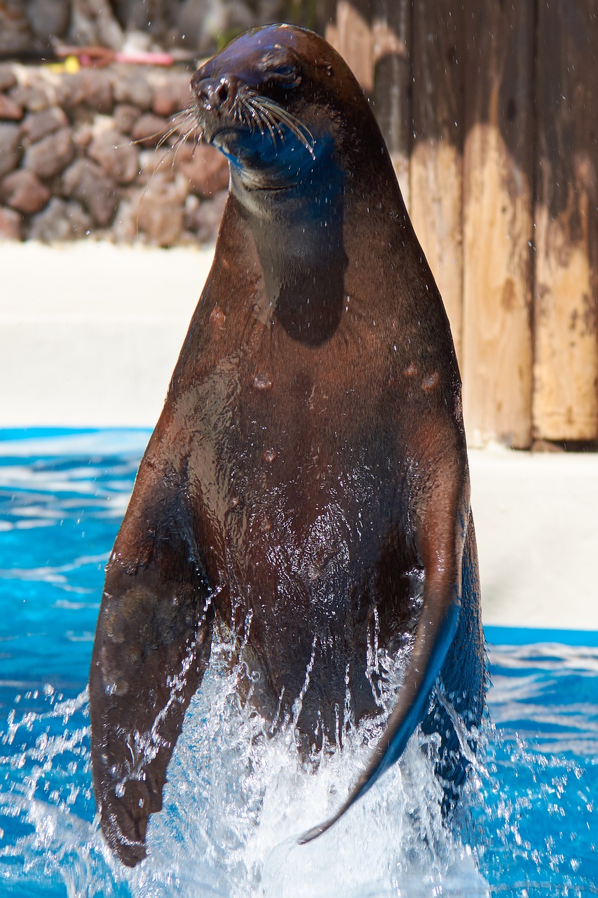 Image - seal jump feat swim dressage