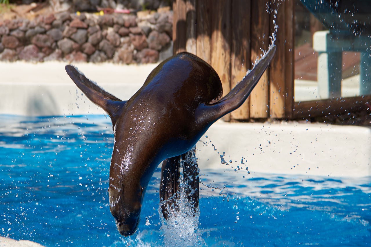 Image - seal jump feat swim dressage