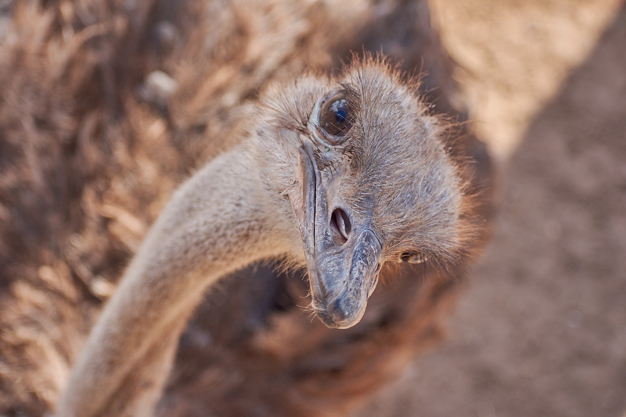 Image - strauss bird runners bill ostrich