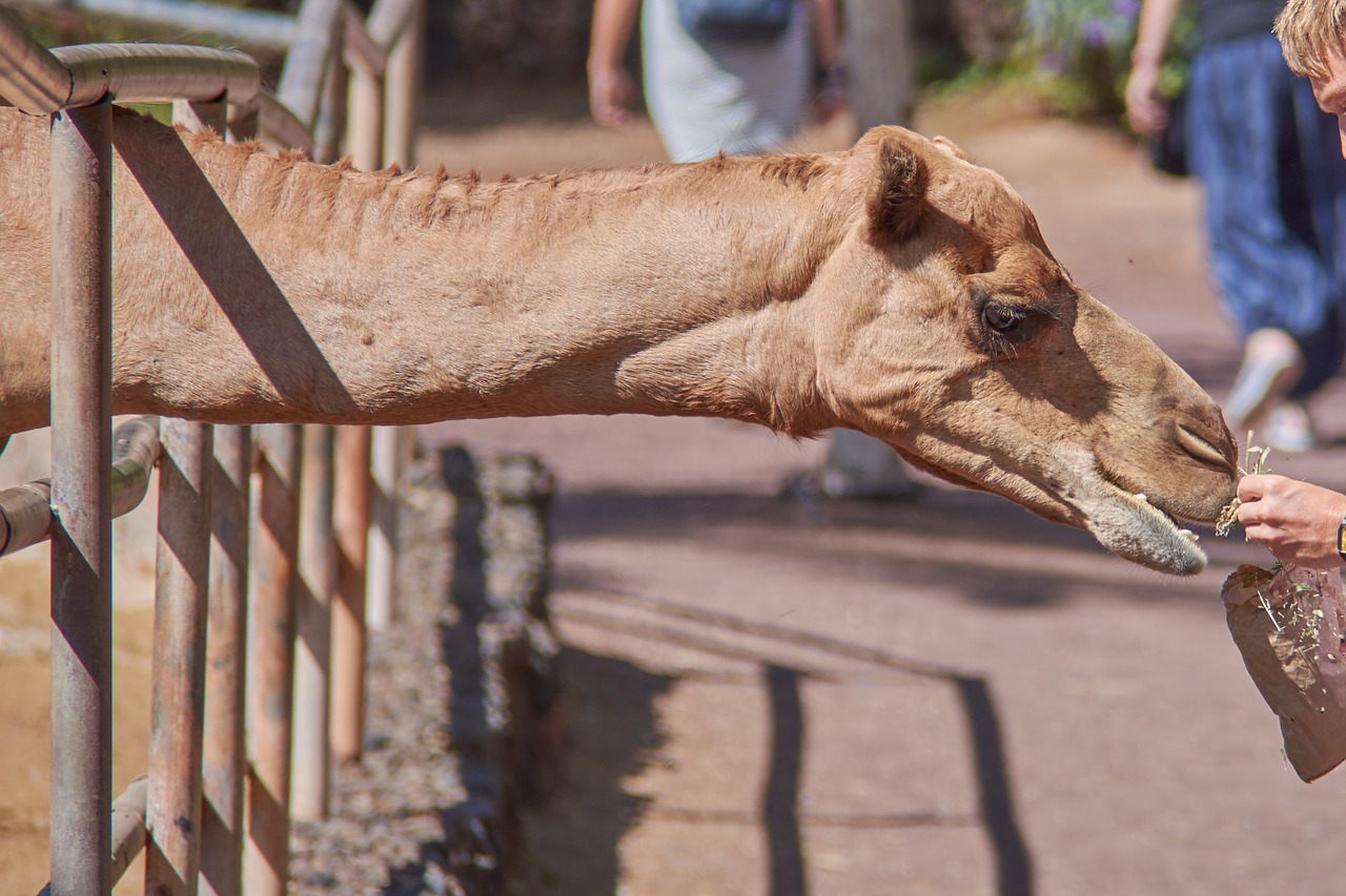 Image - camel eat straw feed steal mammal