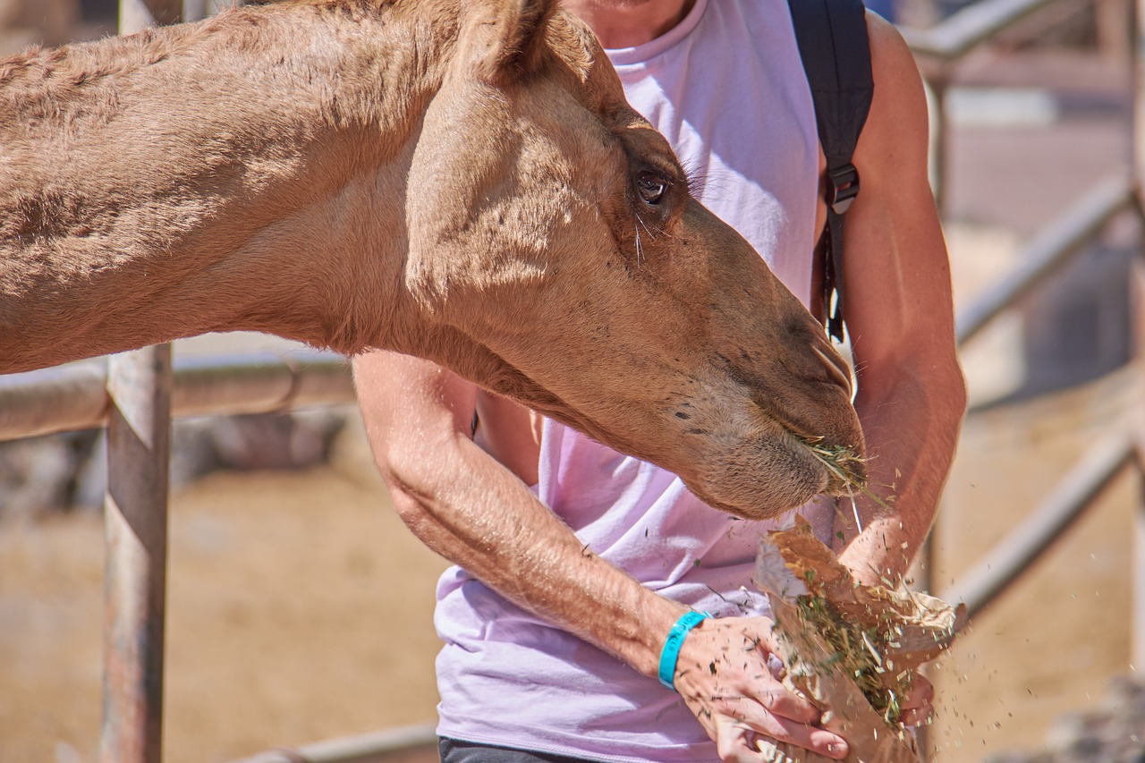 Image - camel eat straw feed steal mammal