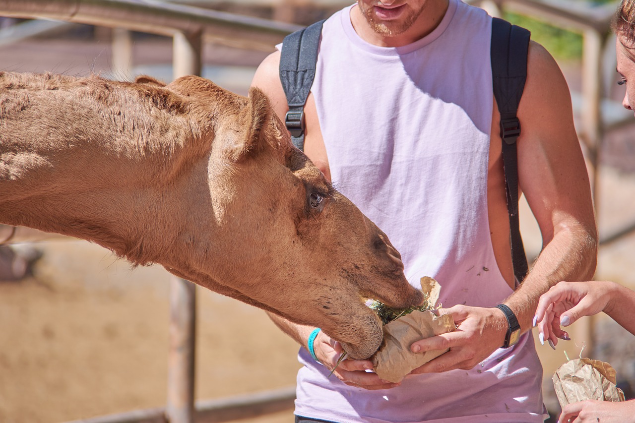Image - camel eat straw feed steal mammal