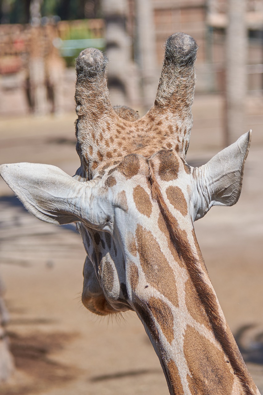 Image - giraffe head large zoo animal