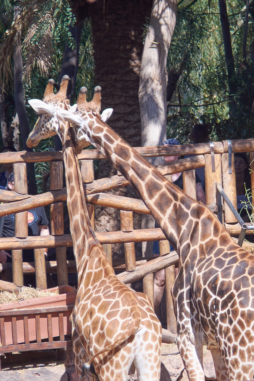 Image - giraffe giraffes love monogamous