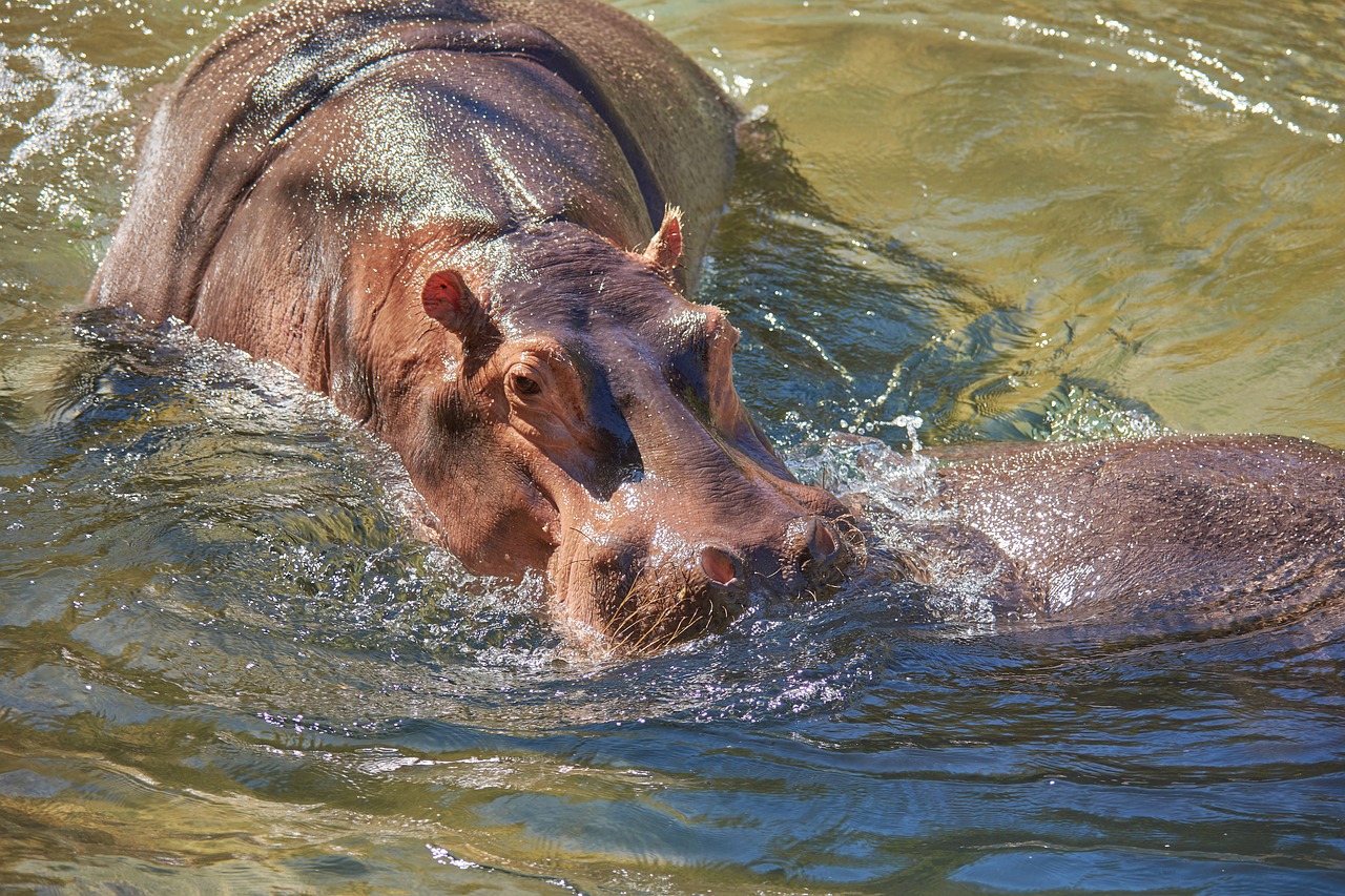 Image - hippo river water hippopotamus