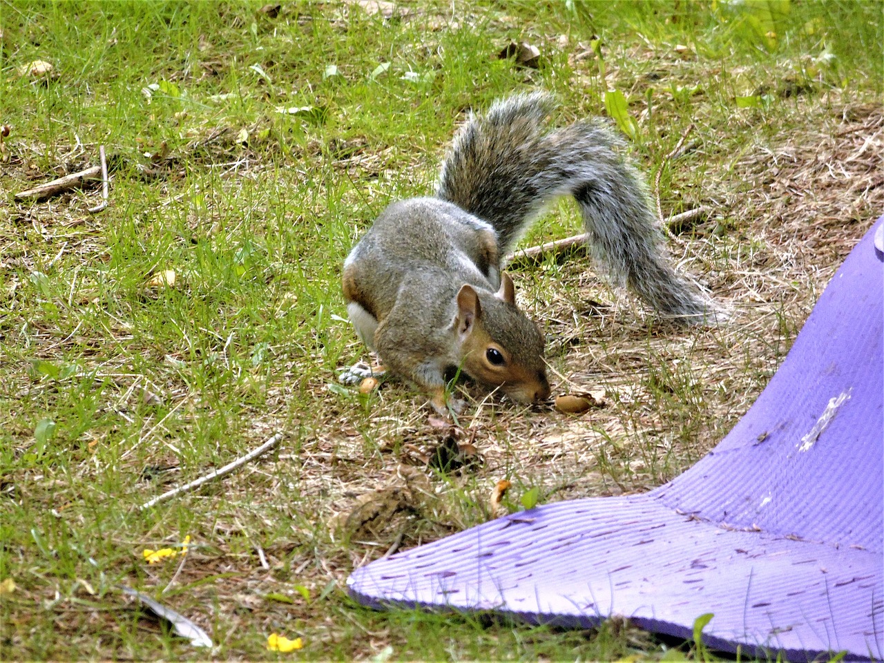 Image - squirrel nature animal forest