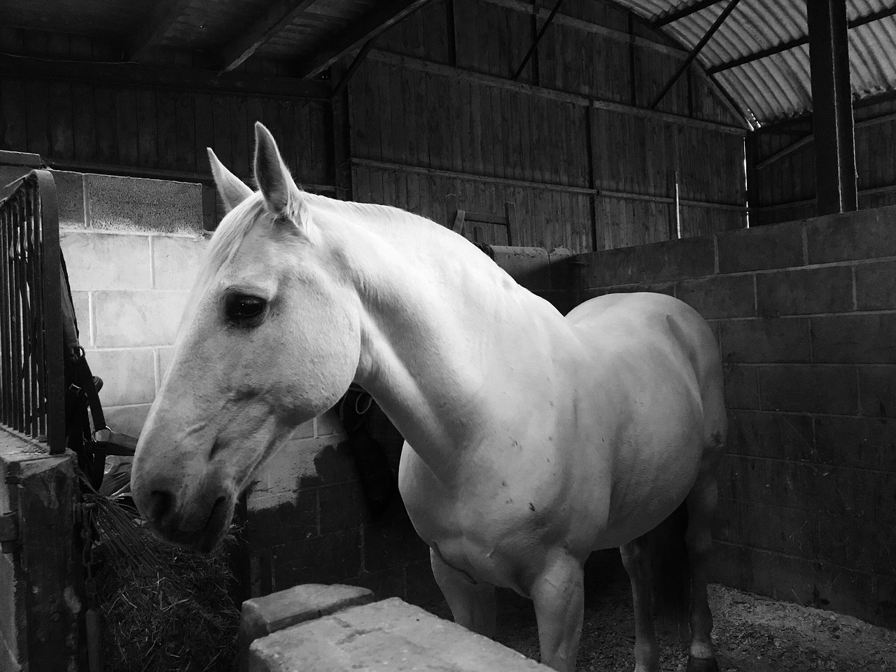 Image - horse lusitano andalusian