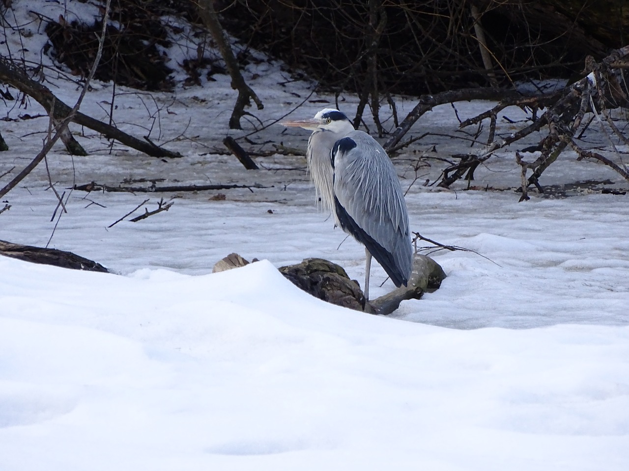 Image - heron bird sitting beak nature