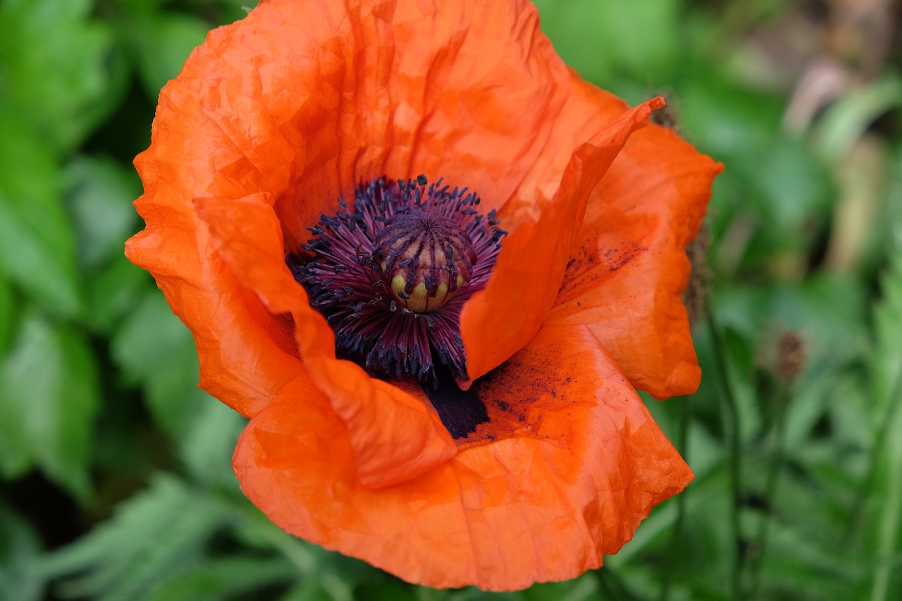 Image - flower poppy garden red poppy