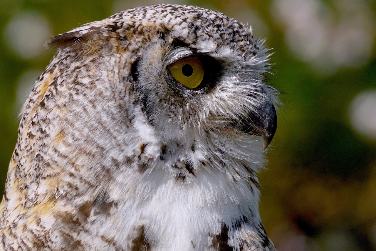 Image - owl eagle owl bird bird of prey