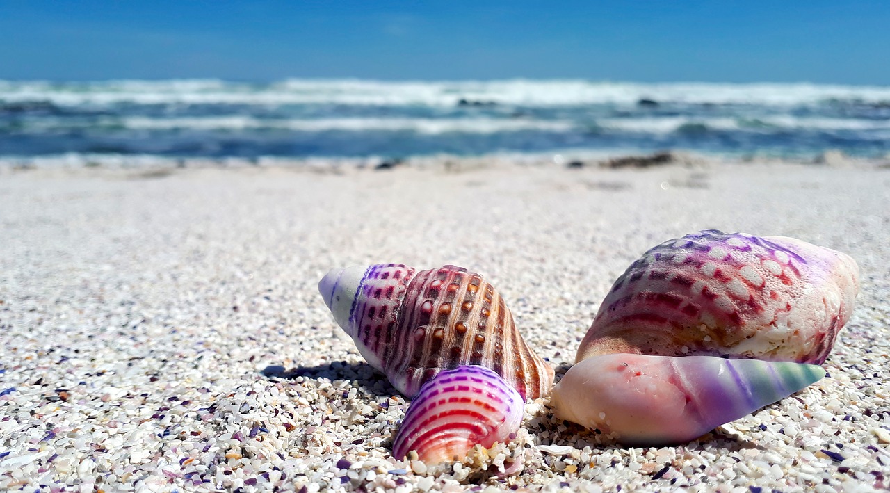 Image - seashell shell shells sea ocean