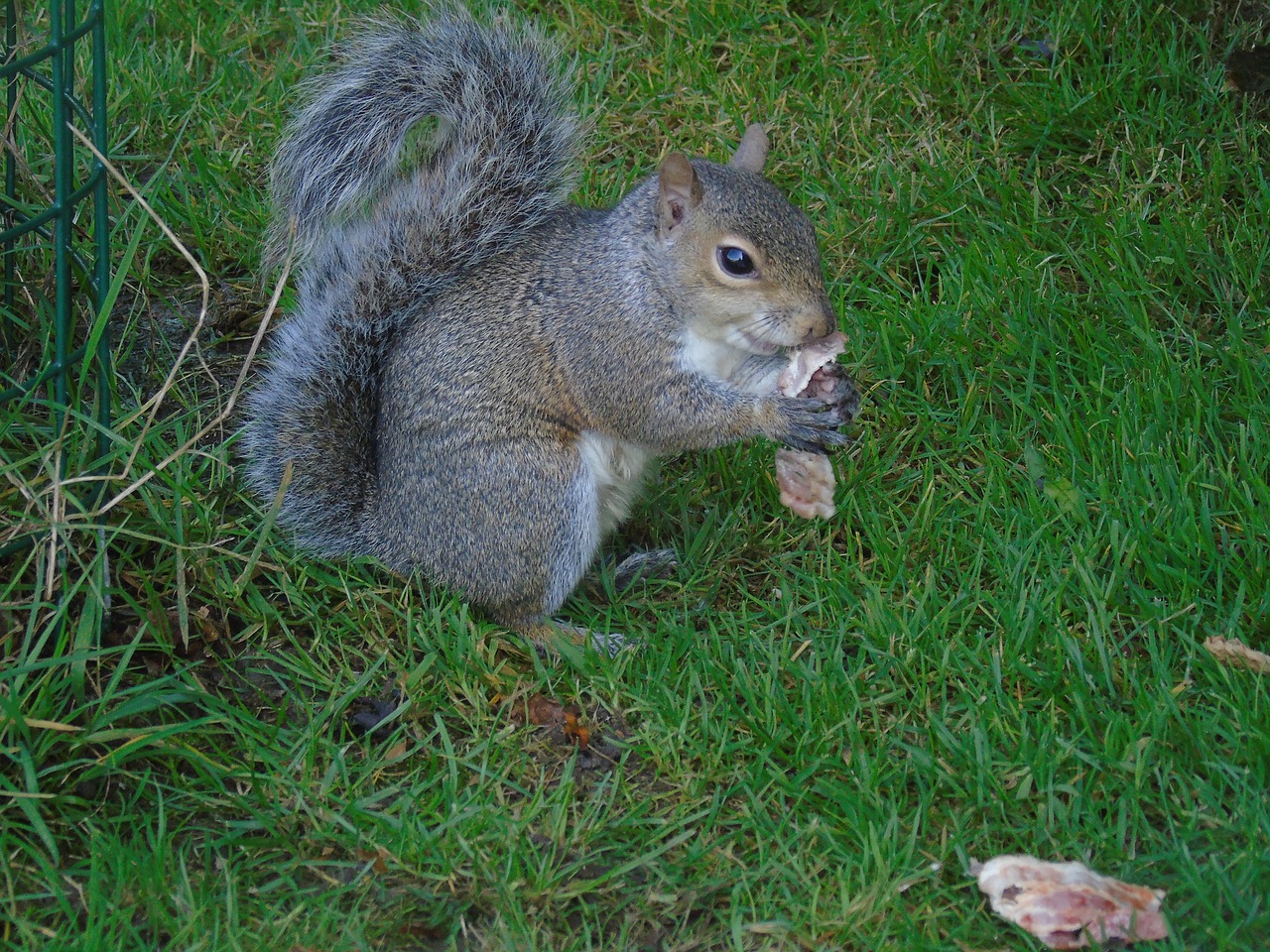 Image - squirrel grey squirrel amer mammal