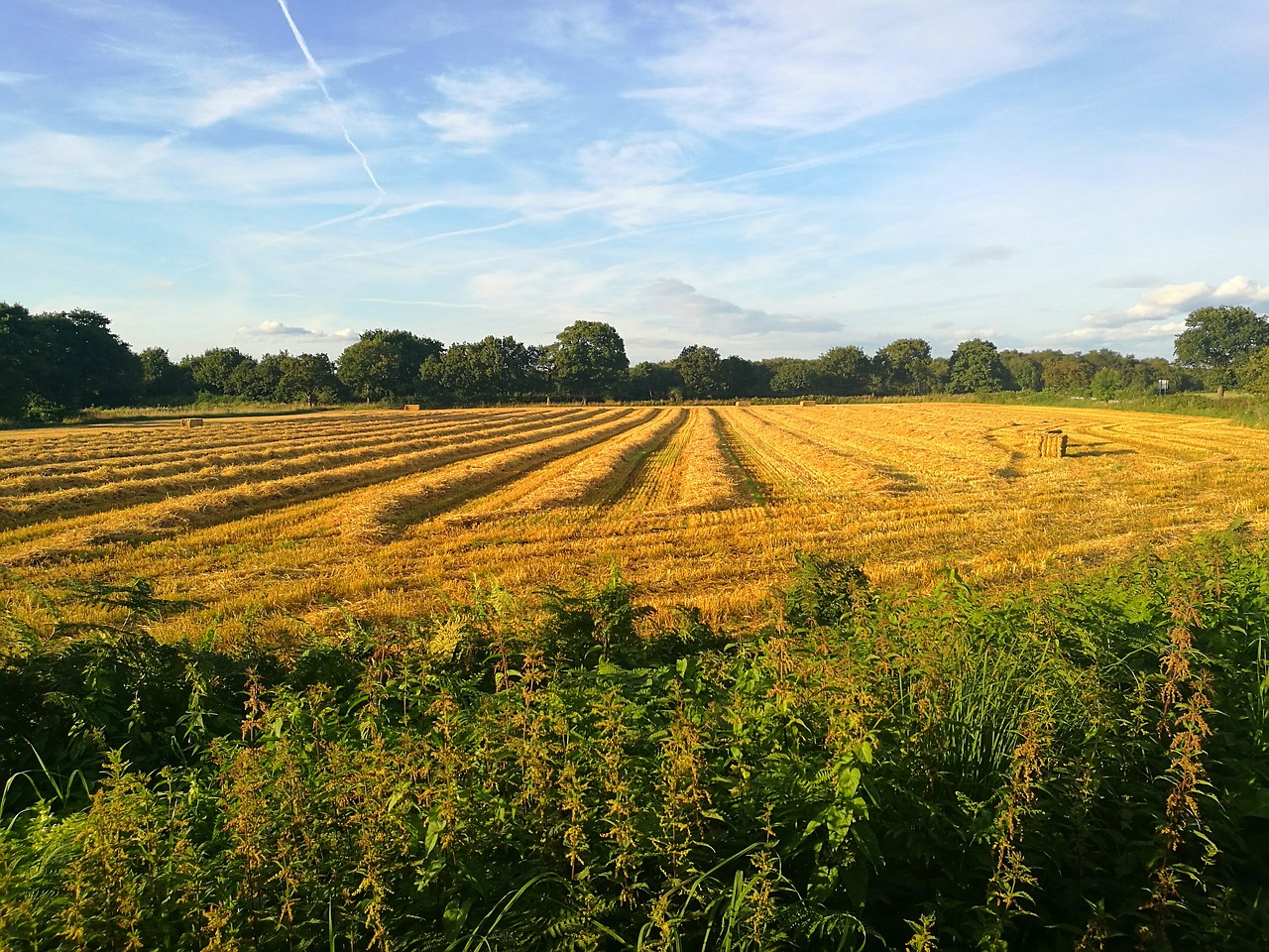 Image - corn field farm agriculture yellow