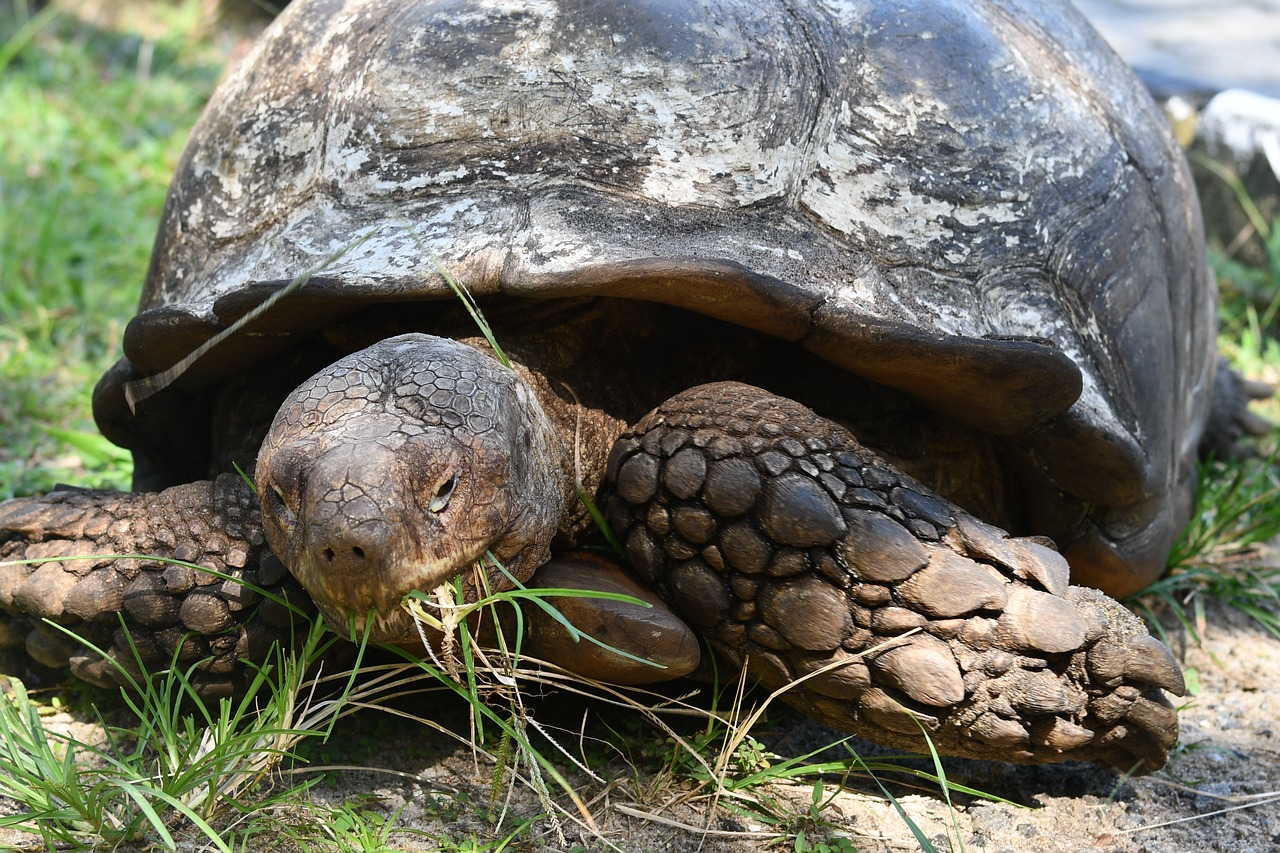 Image - reptile tortoise old tortoise