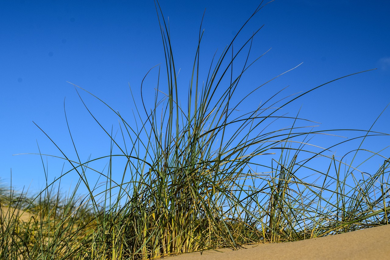 Image - dune grass blue sky