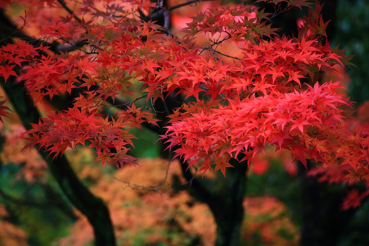 Image - leaf plants nobody wood nature