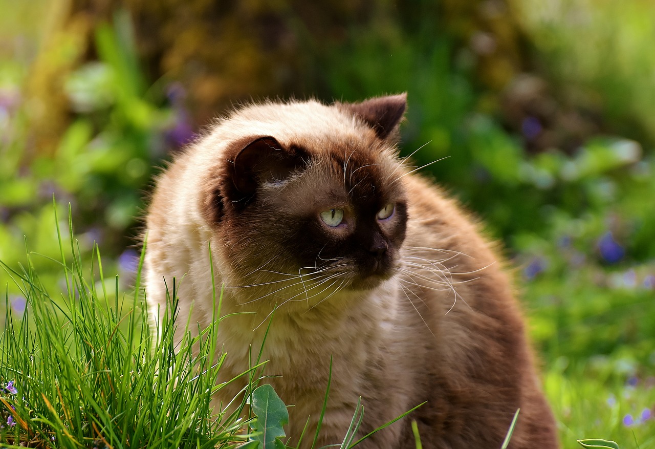 Image - british shorthair rest relaxed