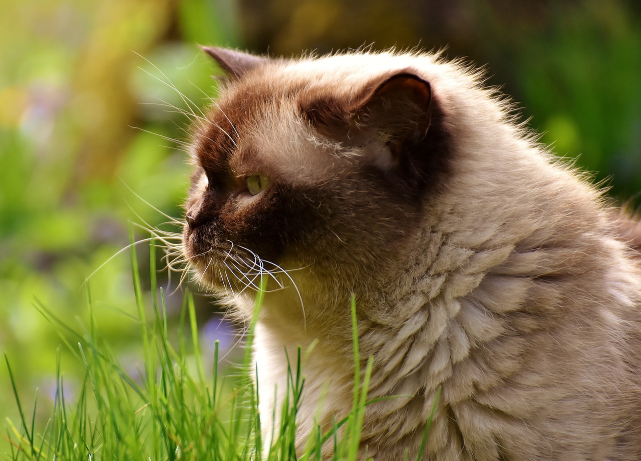 Image - british shorthair rest relaxed