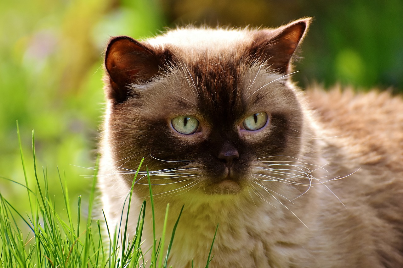 Image - british shorthair rest relaxed