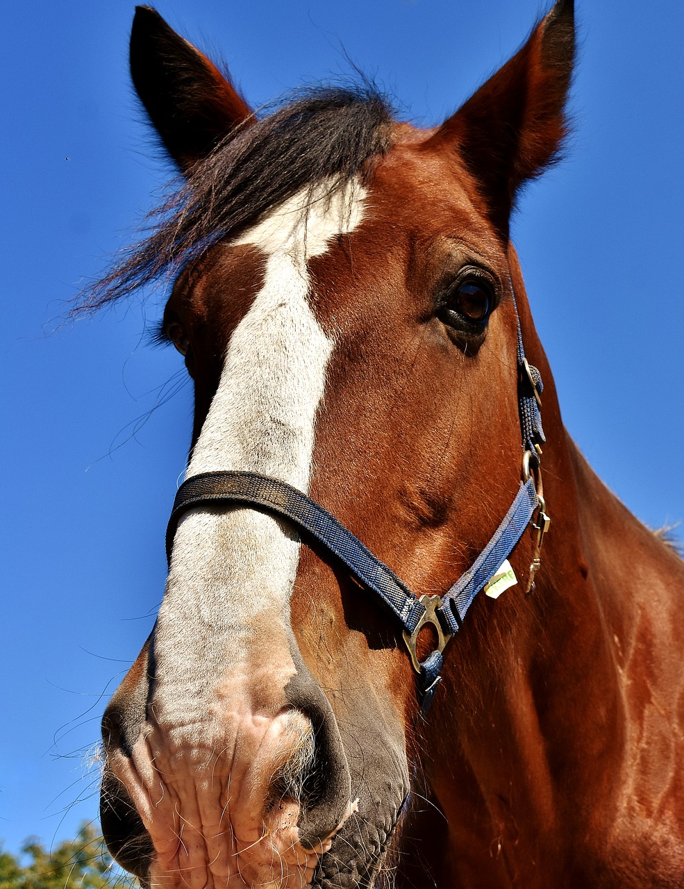 Image - horses stallion paddock brown