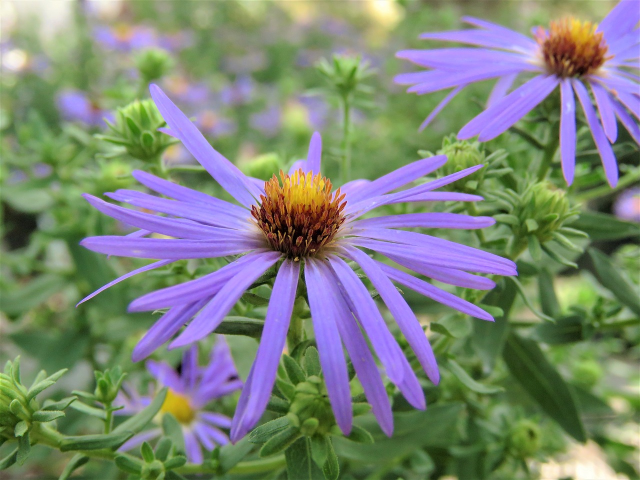 Image - flower blue gold yellow garden