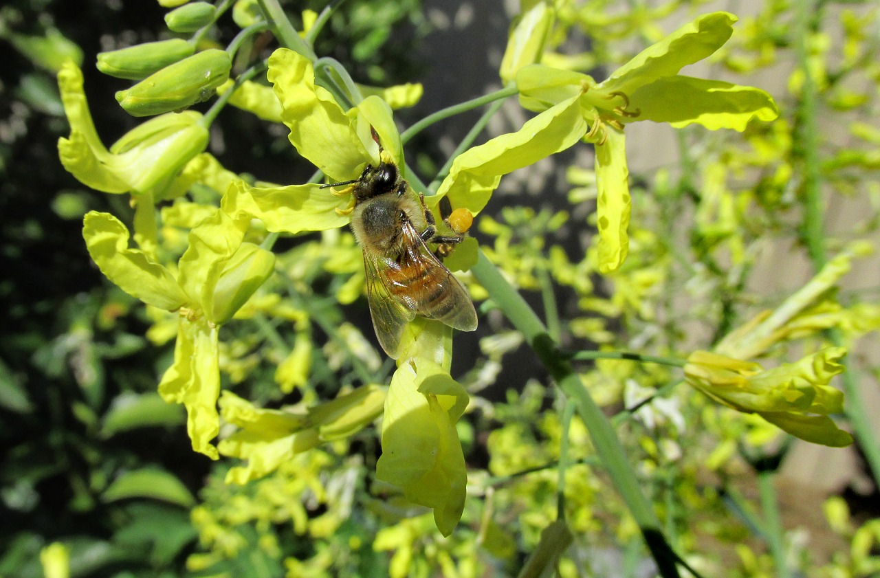 Image - kale flowers bee pollen garden