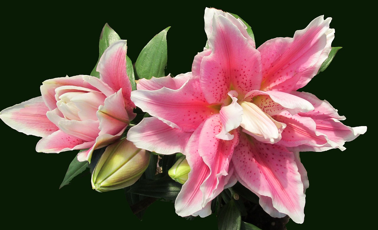 Image - pink lily buds flower perfumed