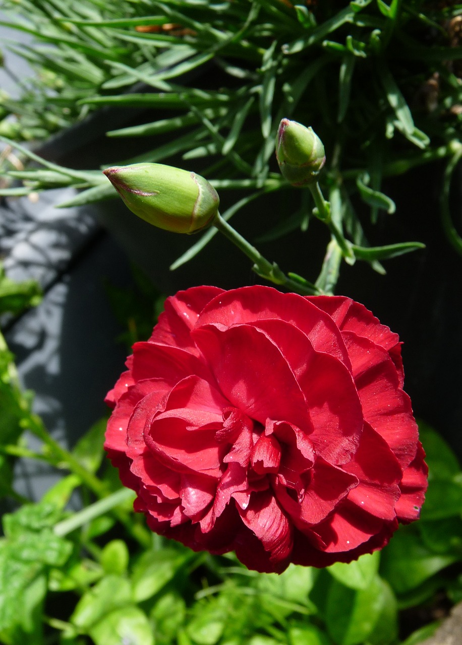 Image - carnation red flower