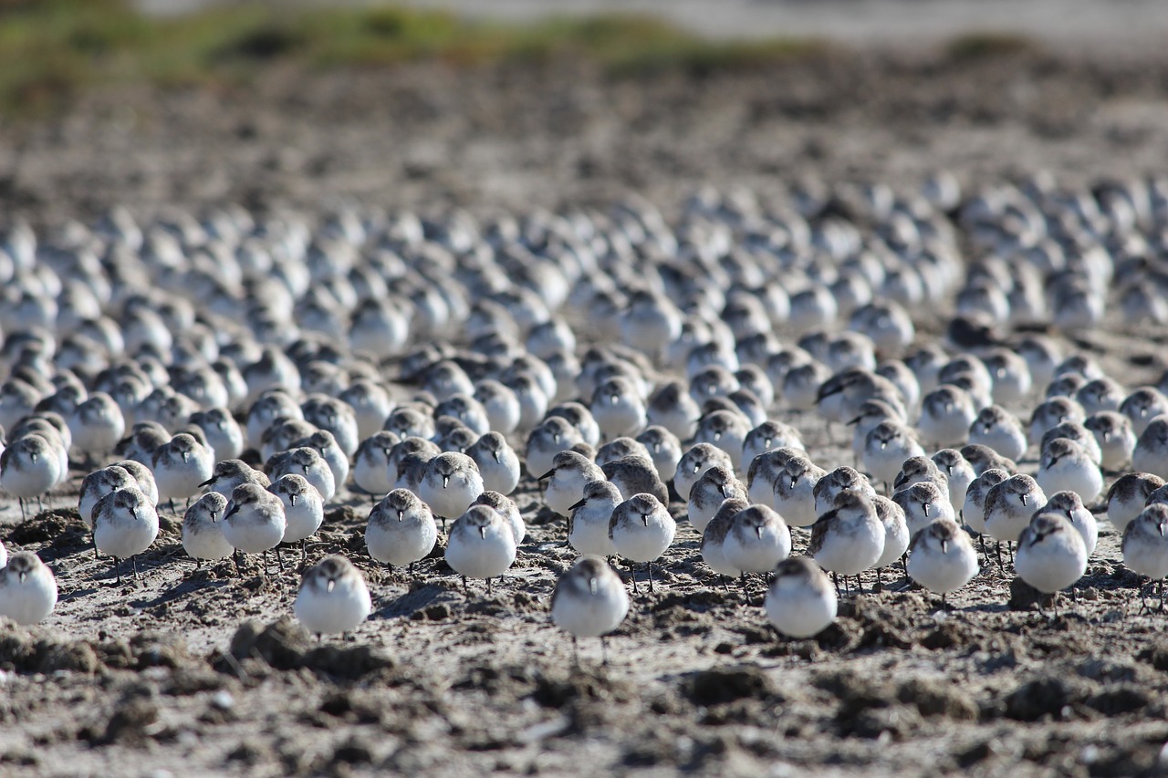 Image - red necked stints shorebirds