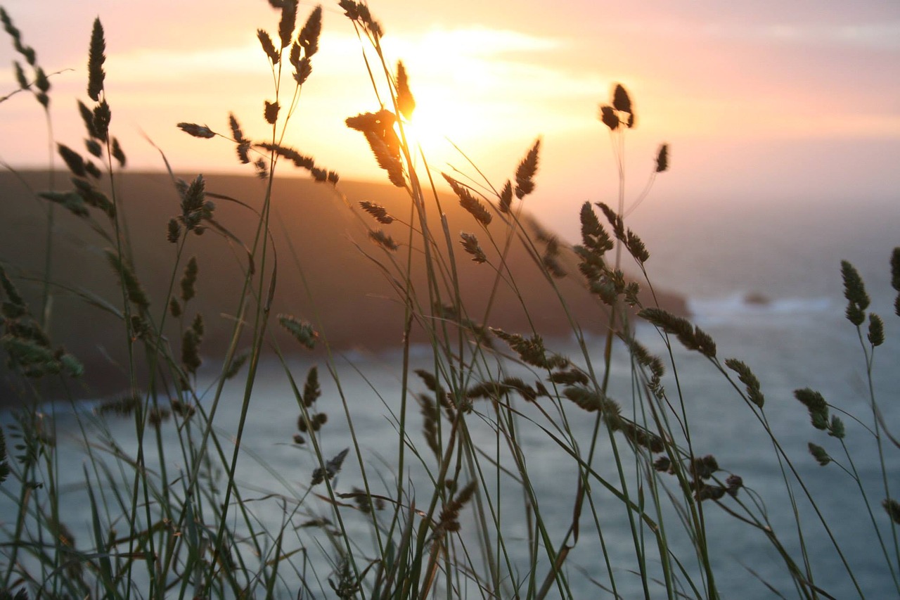 Image - sunset wheat summer nature