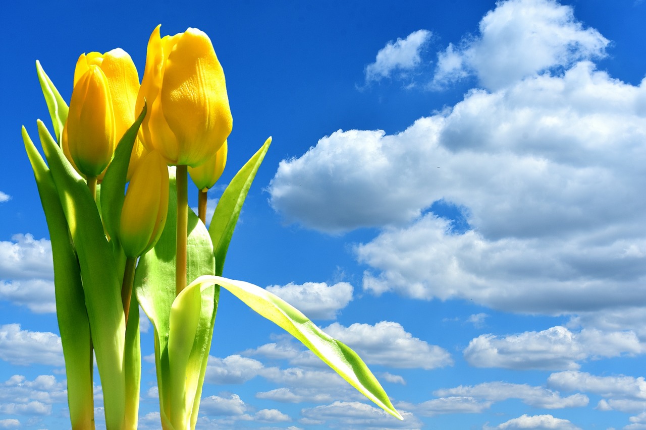 Image - tulips yellow flowers blossom