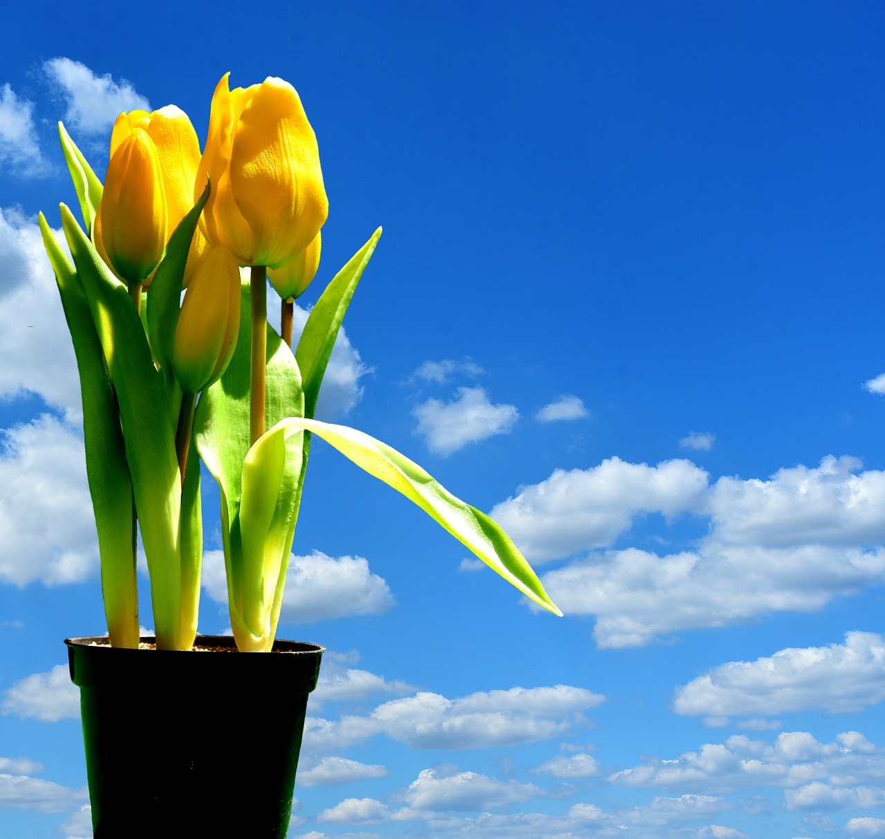 Image - tulips yellow flowers blossom