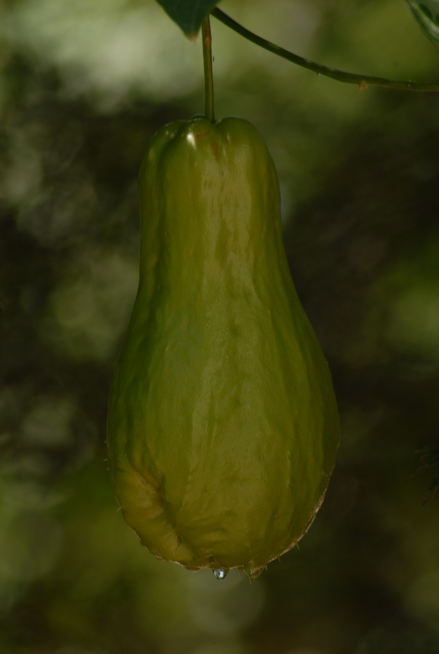 Image - squash plant vegetable