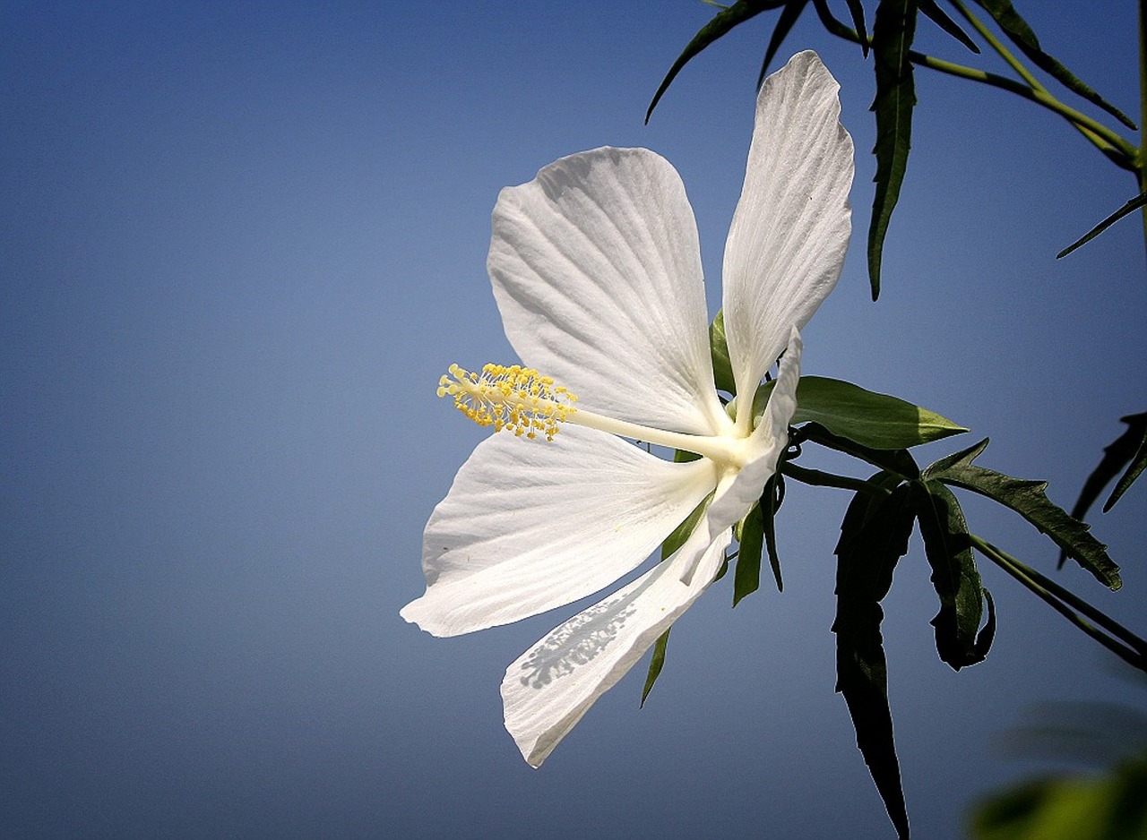 Image - flowers white flower