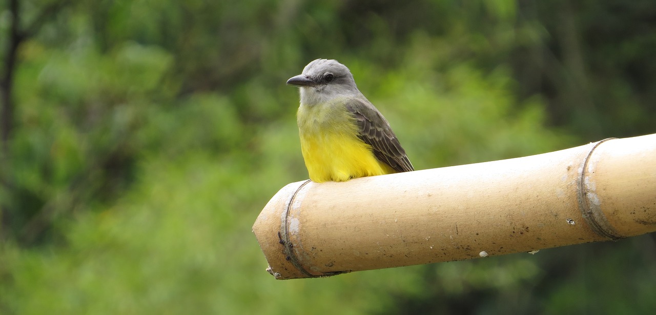 Image - nature ave bird salento