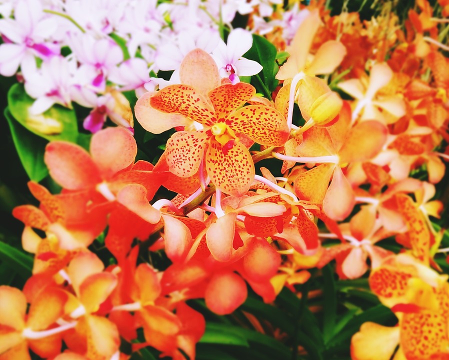 Image - flower orange orchid