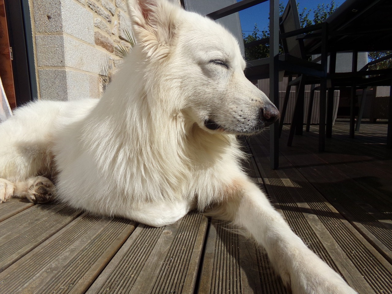 Image - swiss white shepherd animals dog