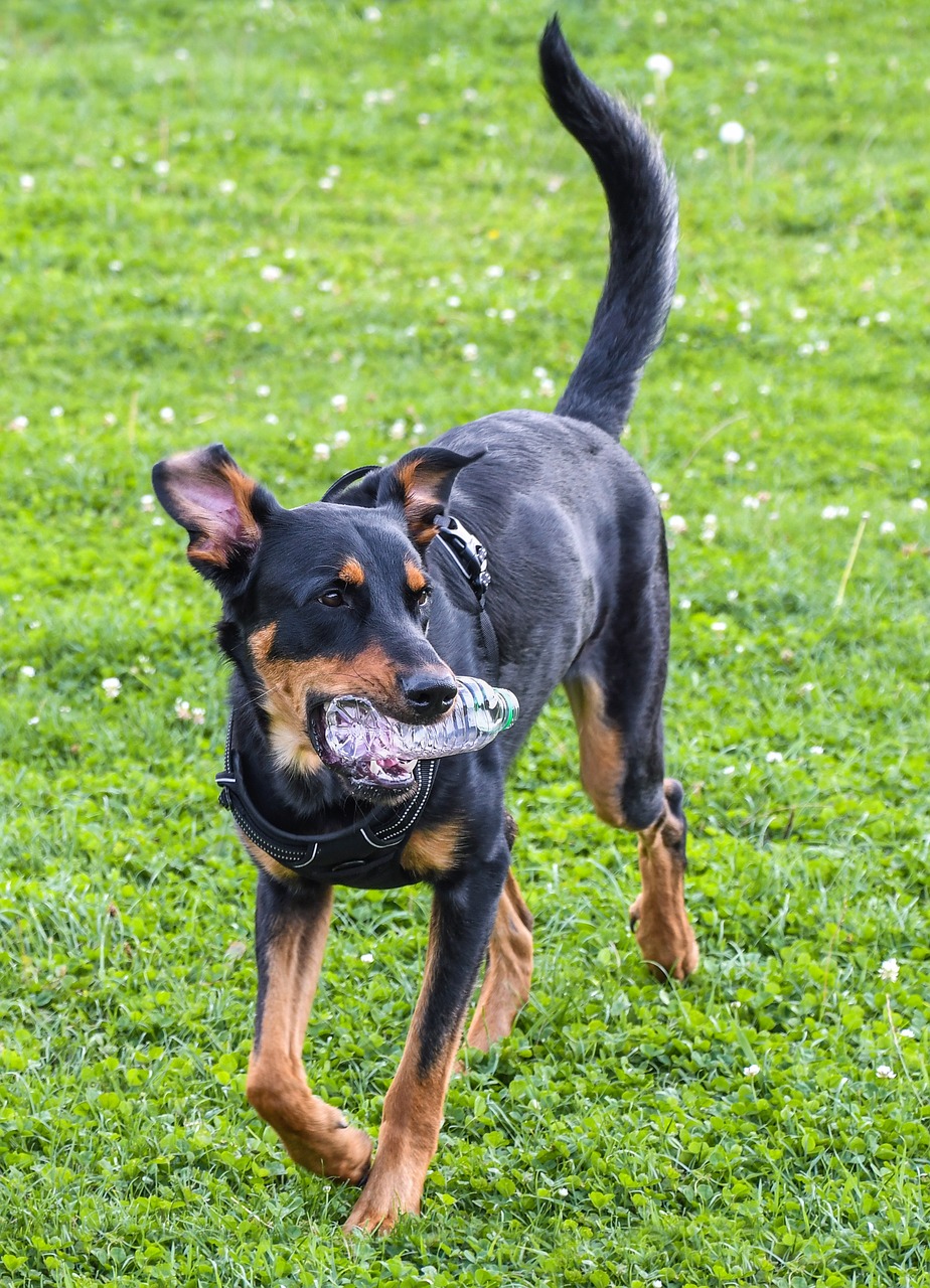 Image - dog beauceron play grass