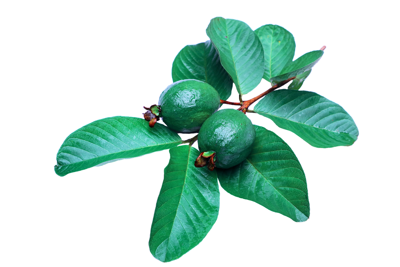 Image - guava leaf green guava png