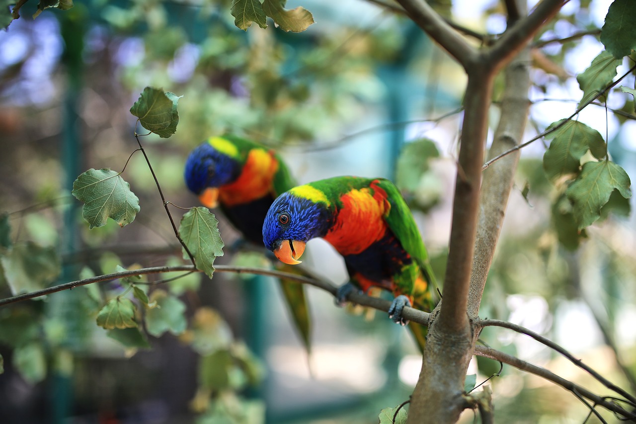 Image - parrots animals bird exotic nature