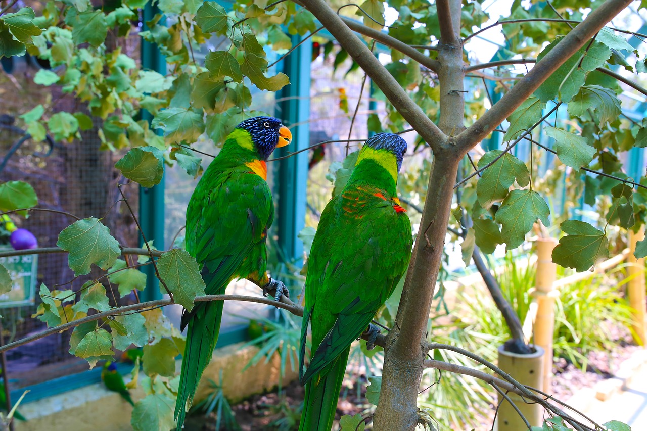 Image - parrots love bird wildlife nature