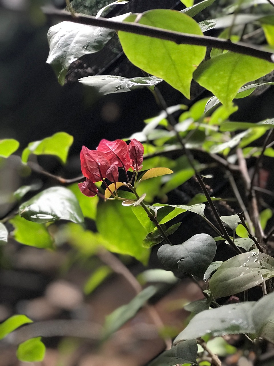 Image - rain first flower plant nature