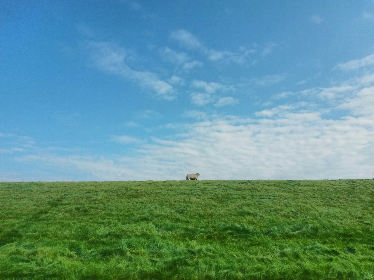 Image - sheep dike sky north sea