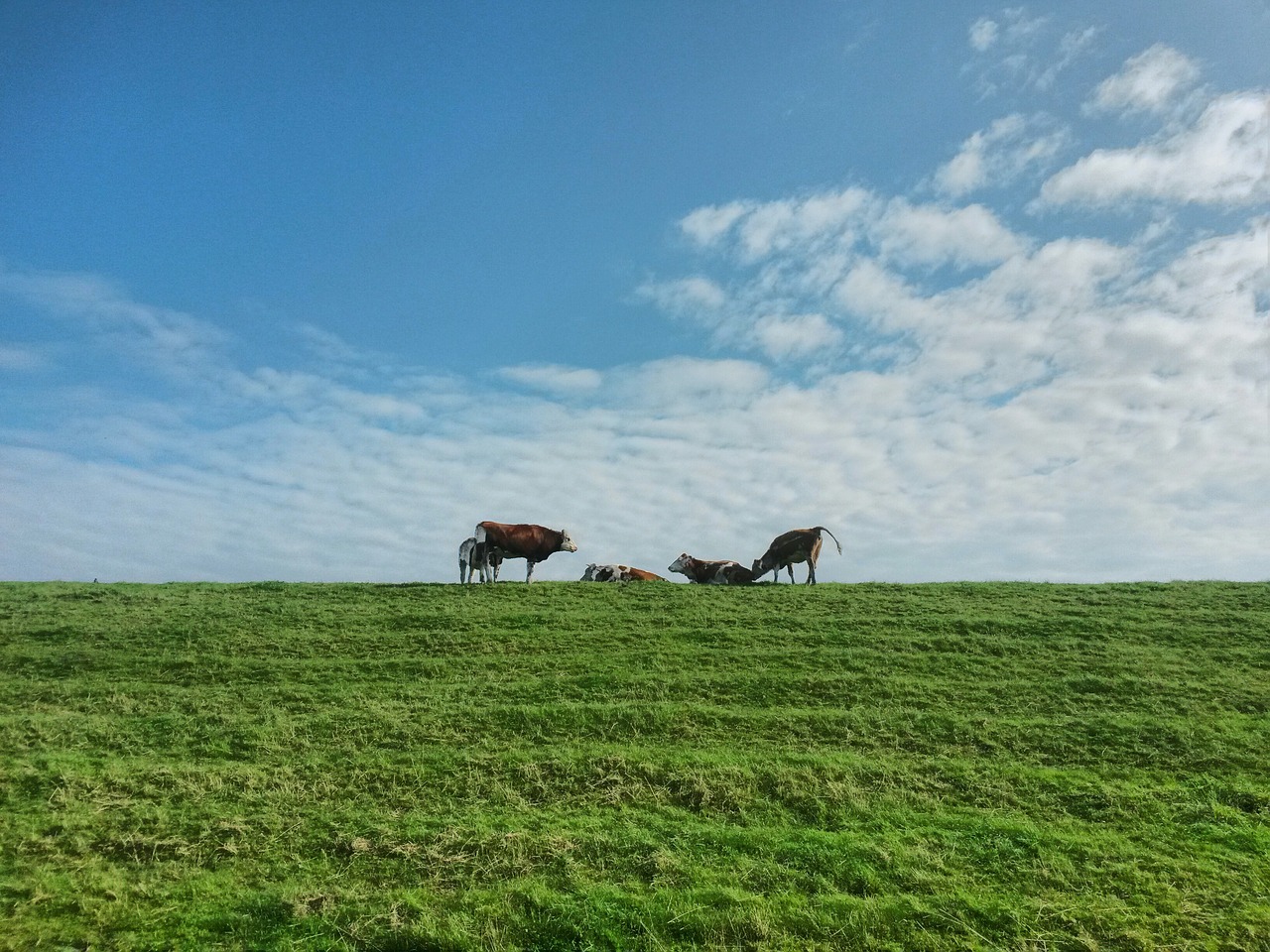 Image - cows dike group sky landscape