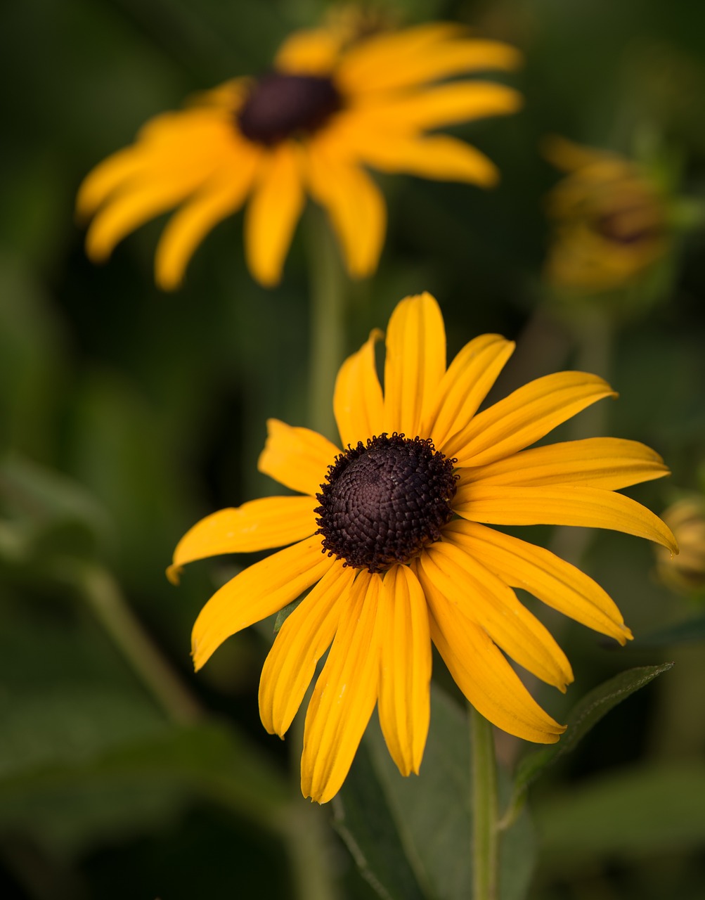 Image - kúpvirág flower plant summer