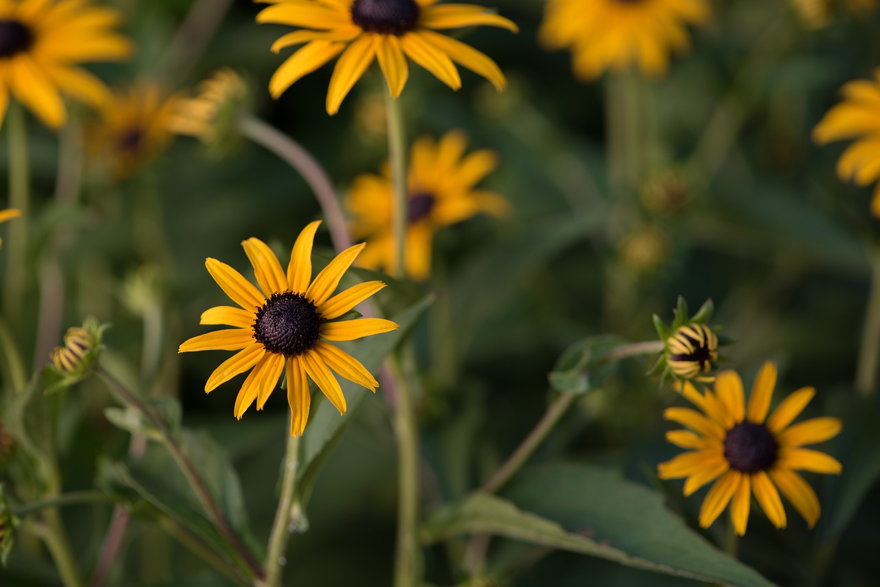 Image - kúpvirág flower plant summer