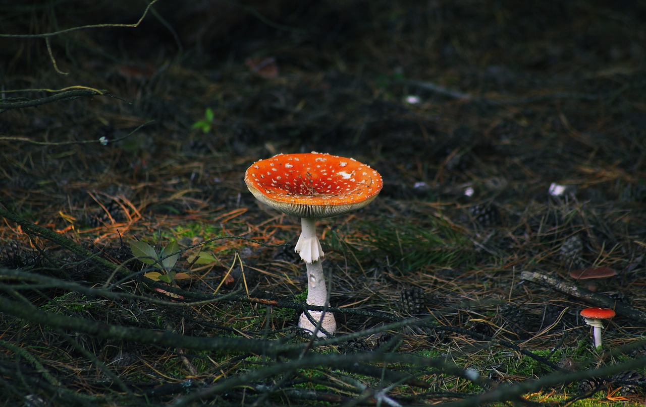 Image - amanita mushroom danger poisonous
